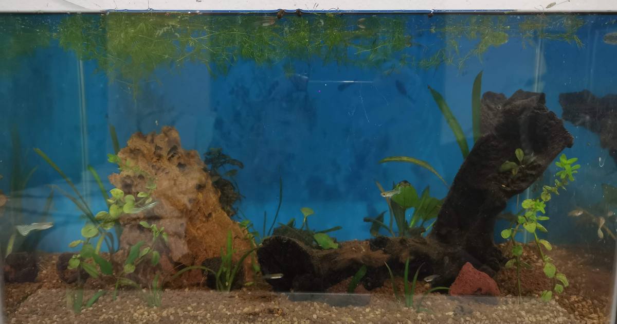 A cycled, planted 45 cm community aquarium with healthy plants and clear water