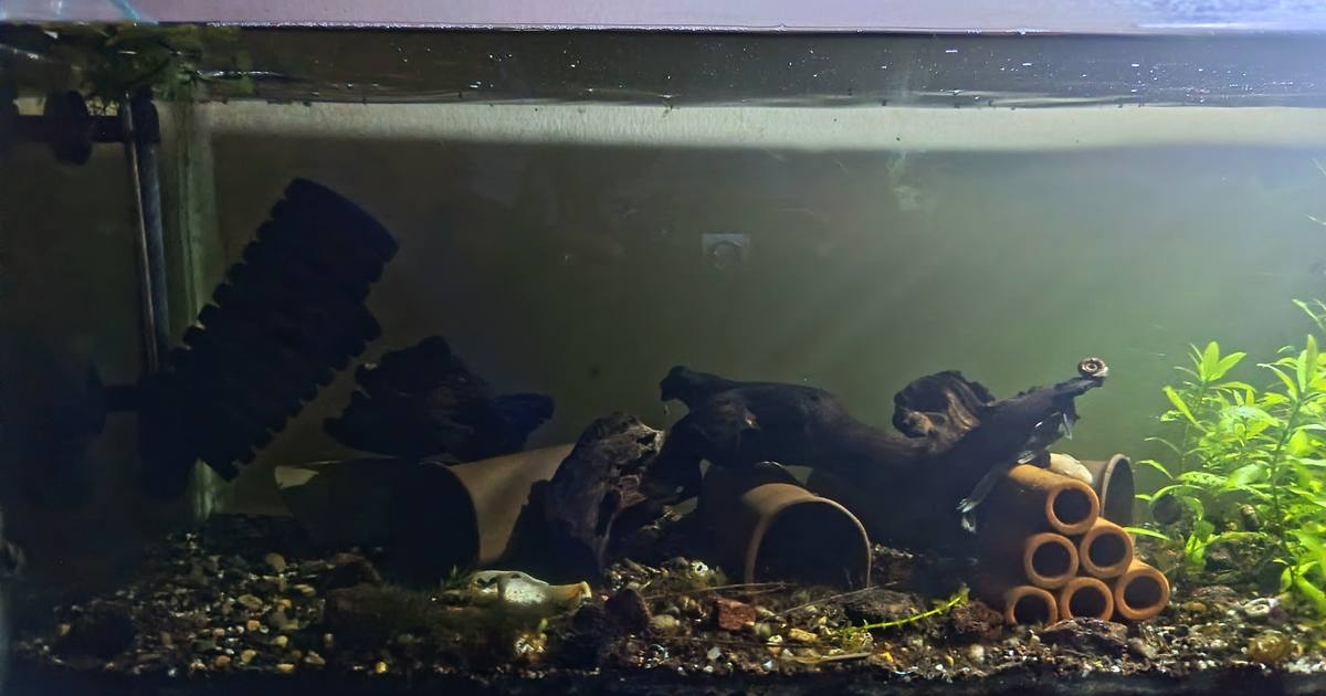 A working 3-foot freshwater planted aquarium with driftwood, breeding caves and a sponge filter