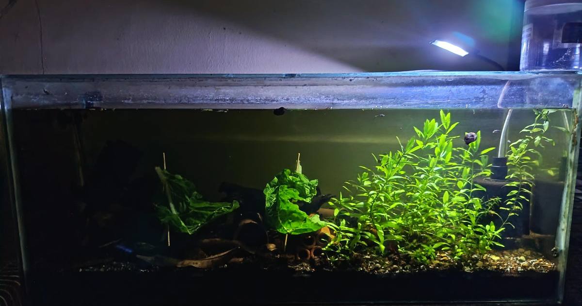 A planted aquarium with a slice of spinach being fed to bristlenose plecos