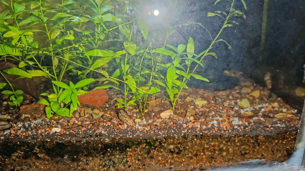 Organic soil substrate with Malaysian trumpet snails in a Walstad-method setup